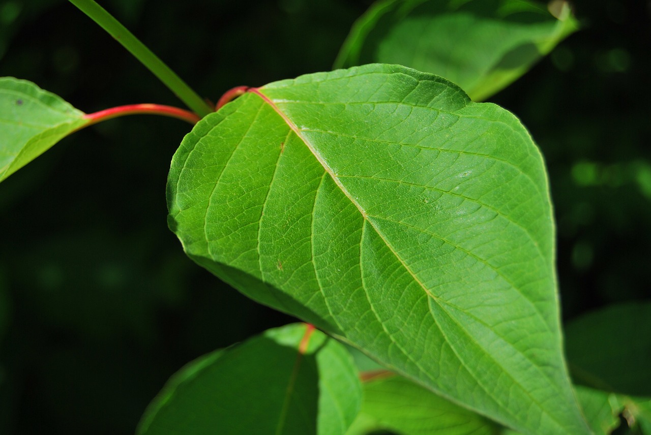 green leaf nature free photo