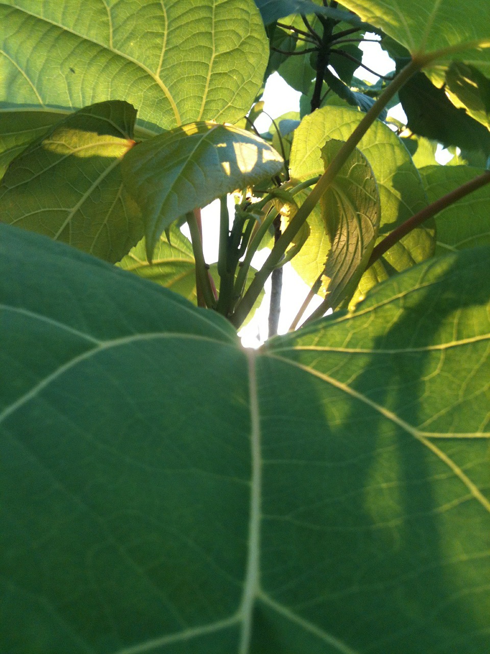 green leaf sun free photo