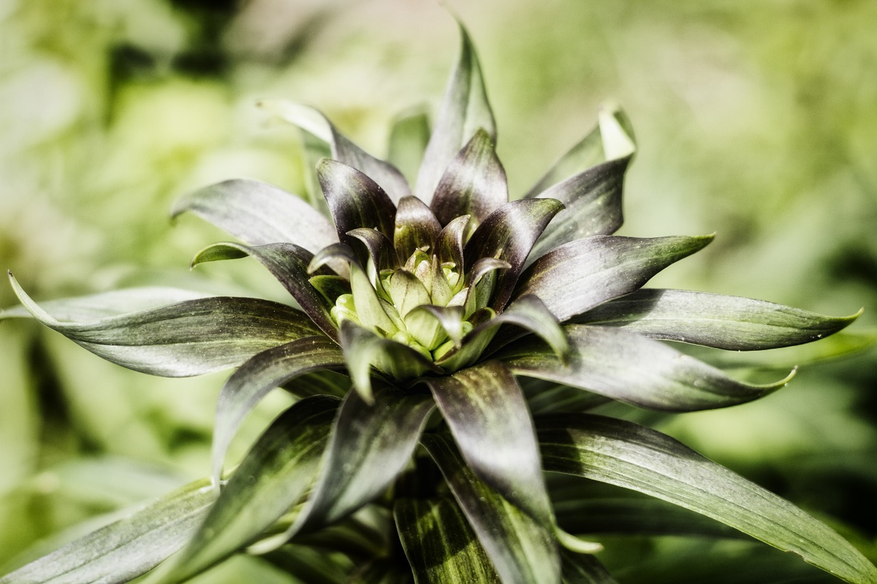 green flower bloom free photo