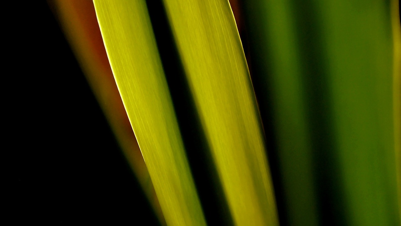 green nature macro free photo