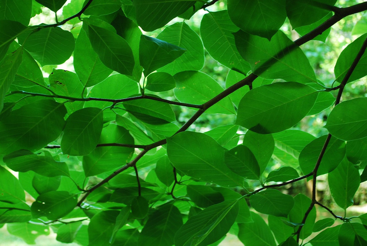 green leaves nature free photo