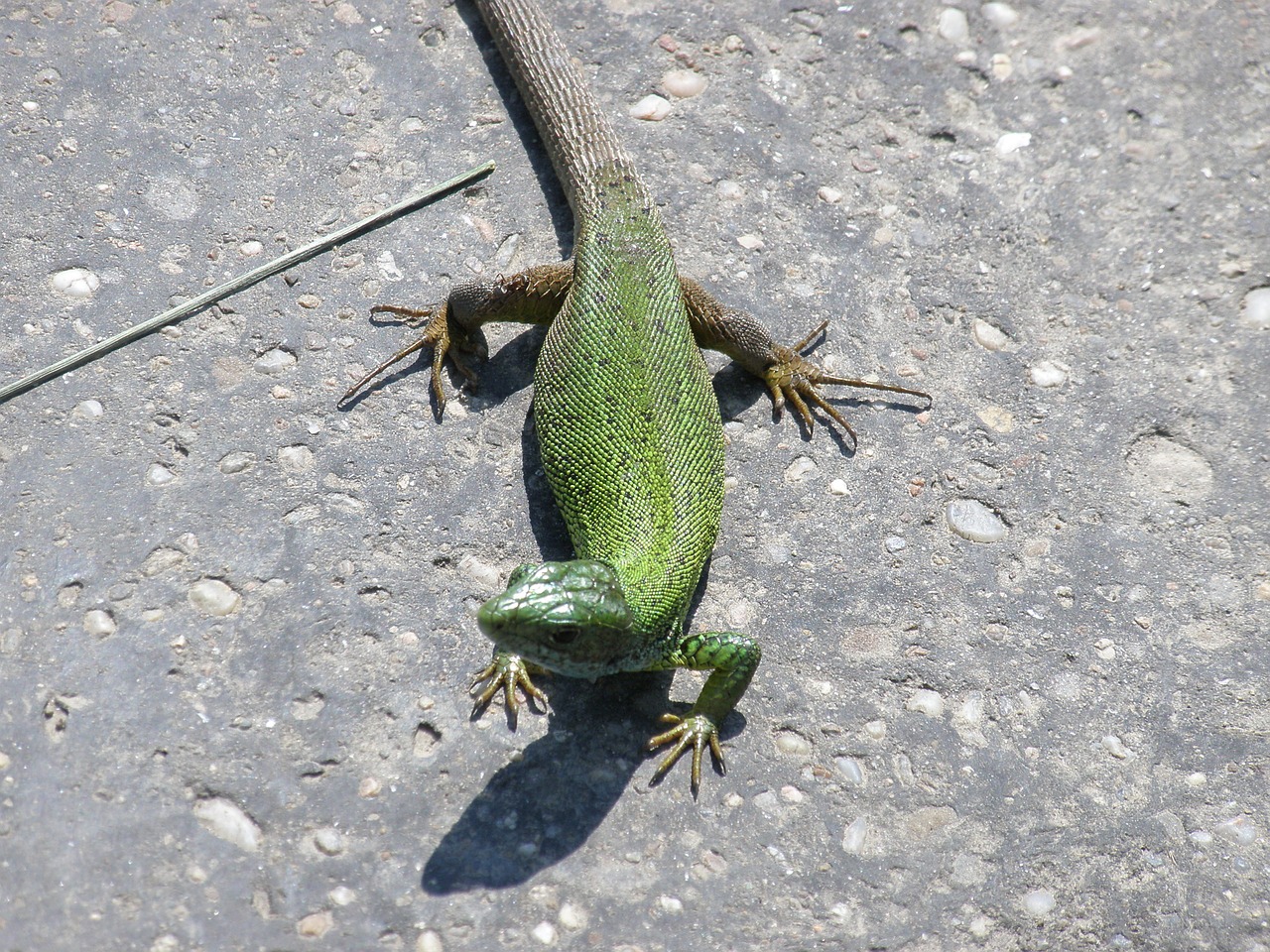 green animal wild free photo