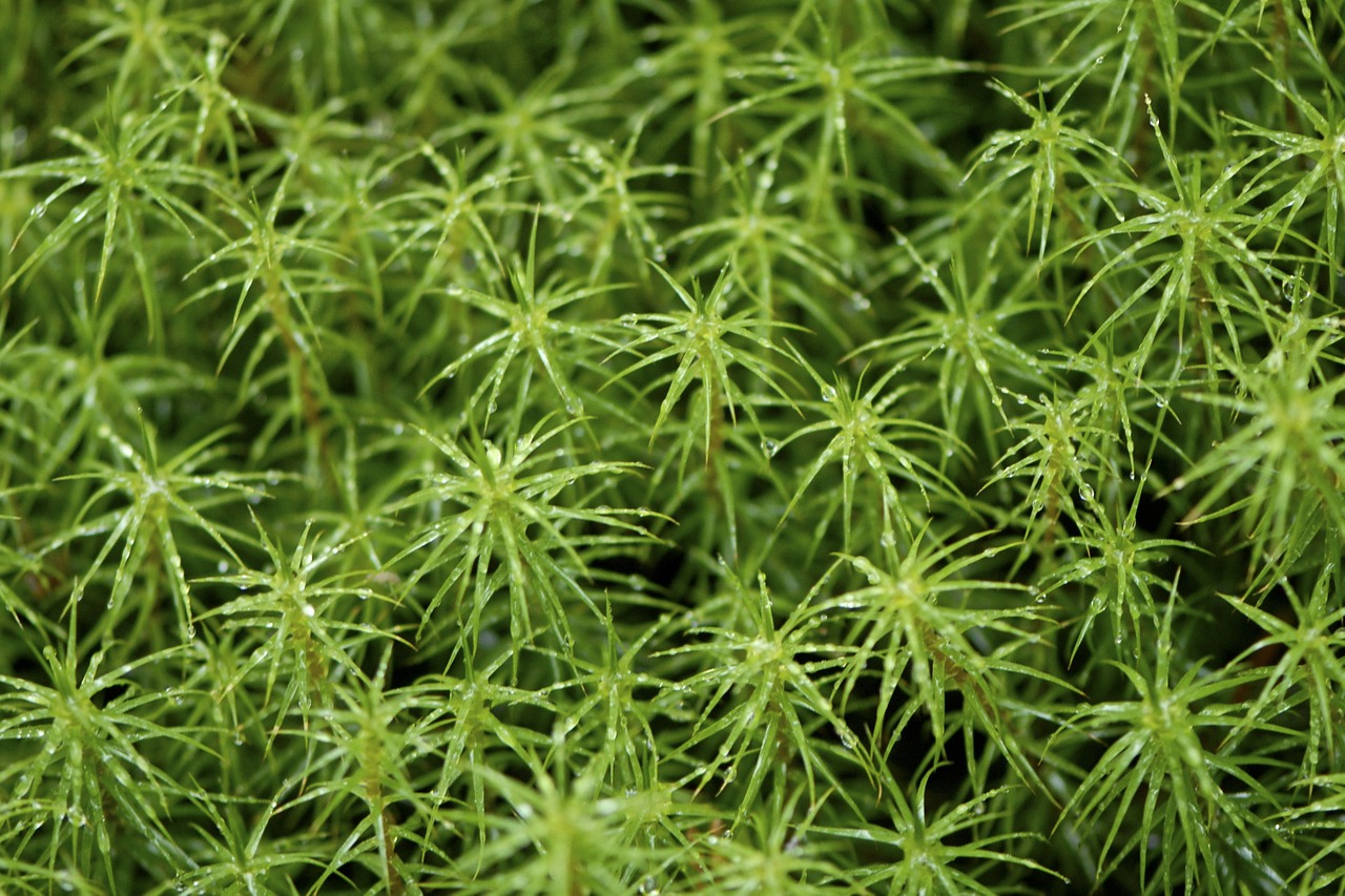 green moss finland free photo