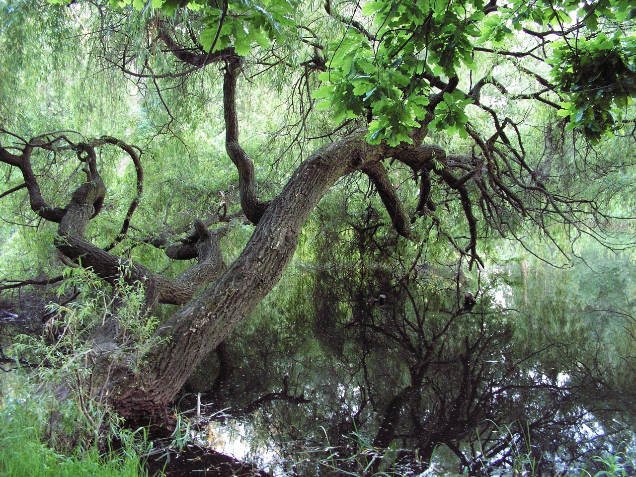 green willow nature free photo