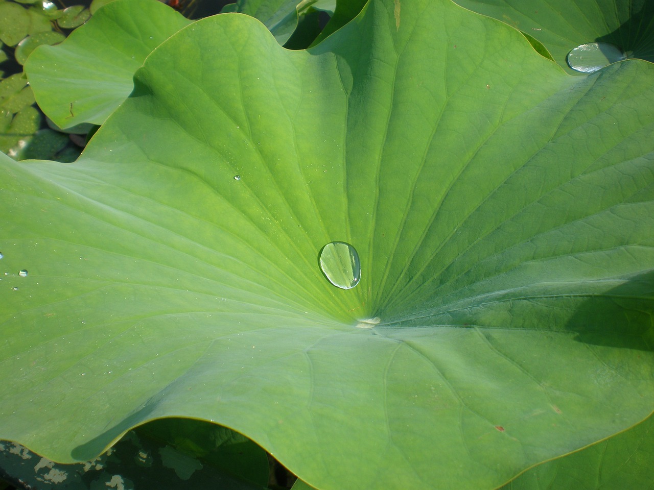 green leaf drop free photo