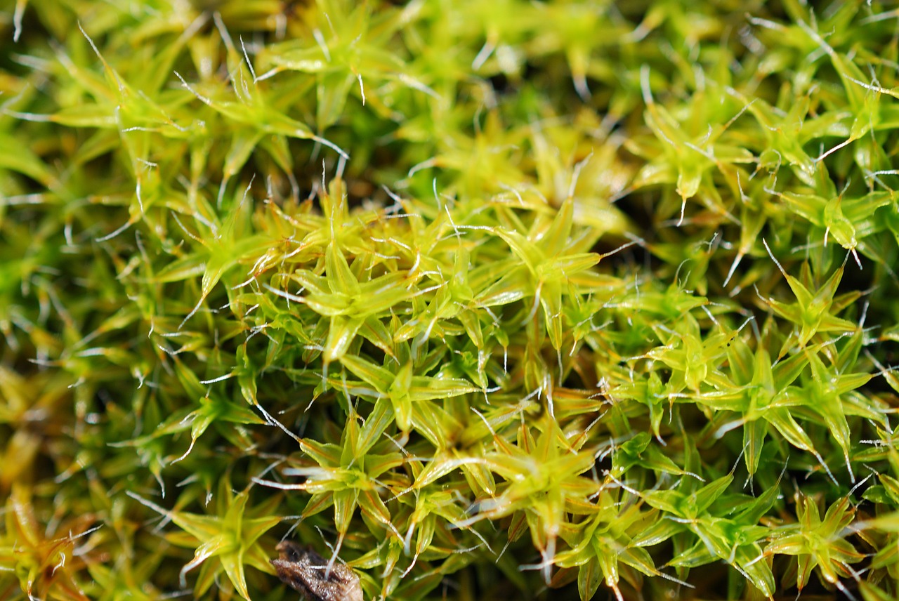 green moss spring free photo