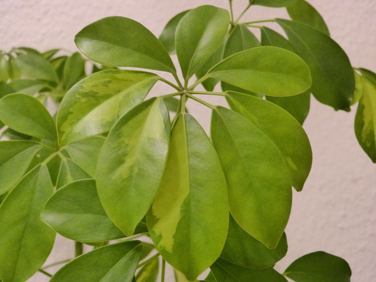 green plant leaves free photo