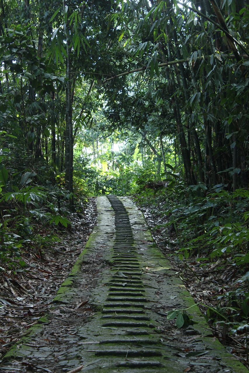 green way nature free photo