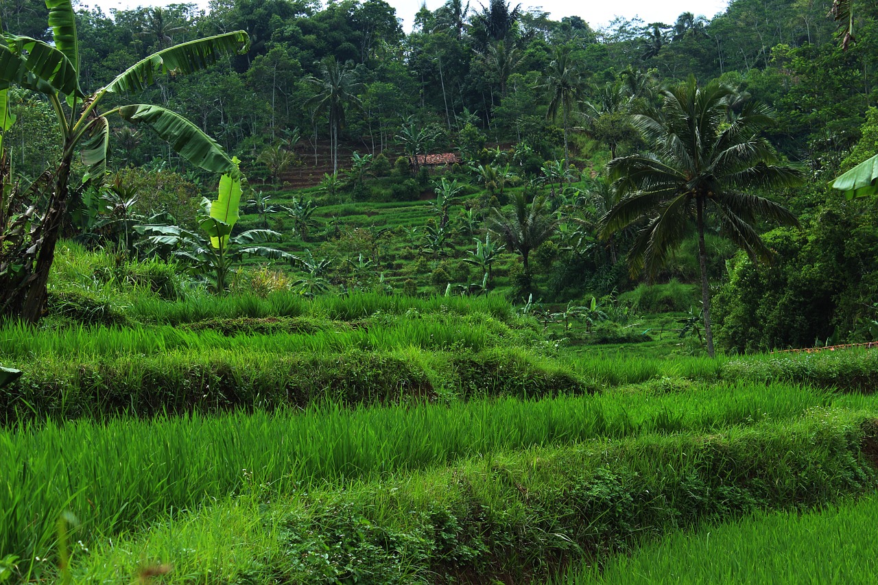 green nature natural free photo