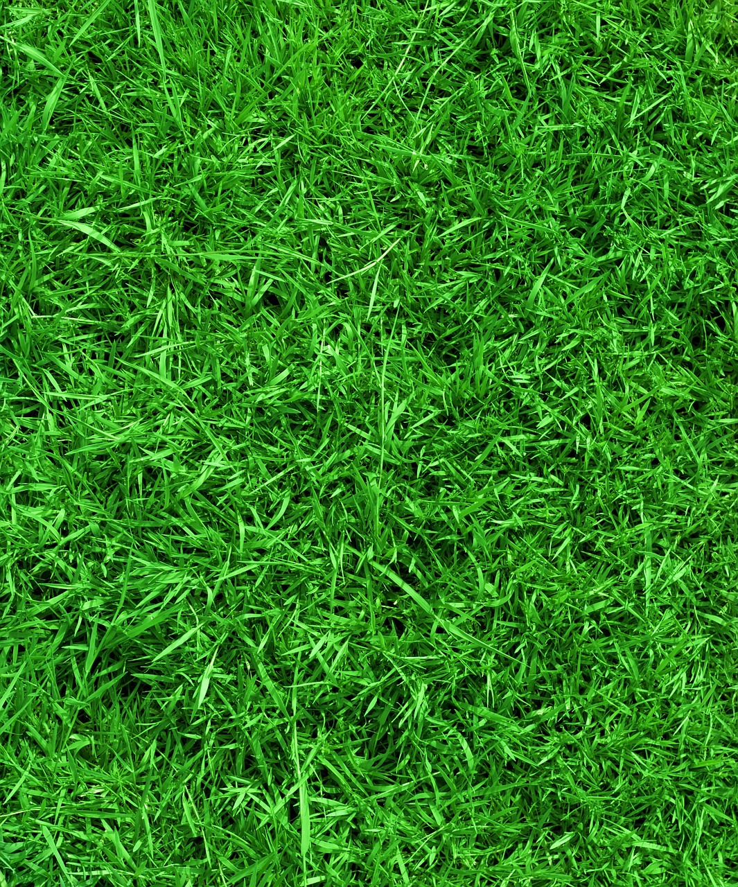 green grass easter free photo