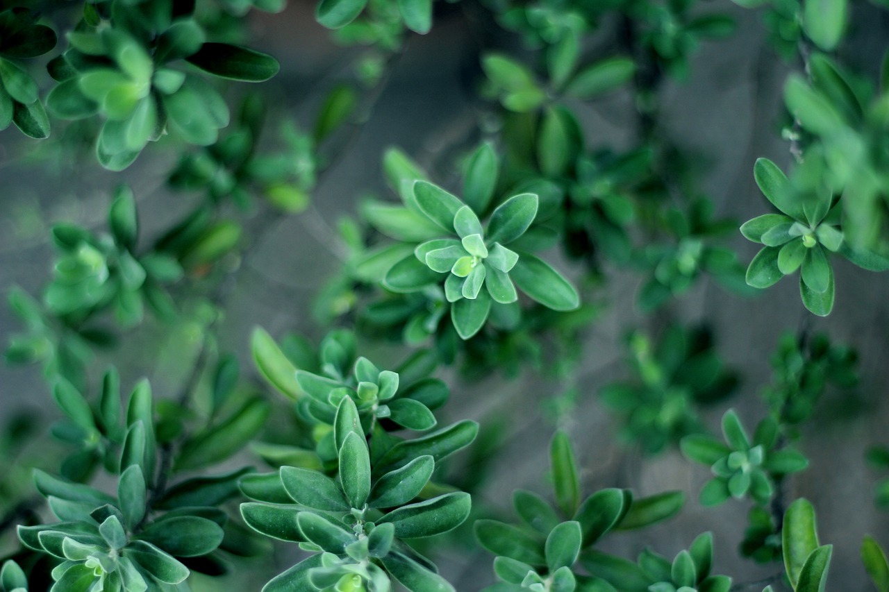 green plants garden free photo