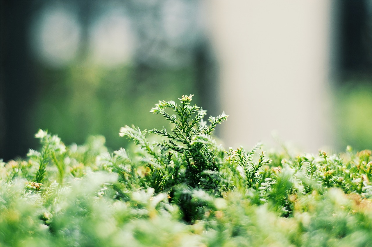 green plants environment free photo