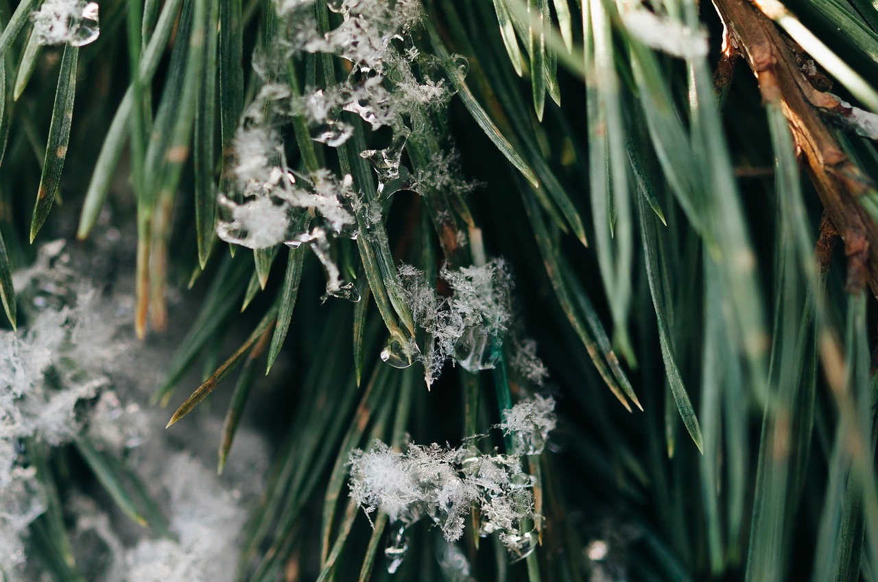 green plants snowflakes free photo