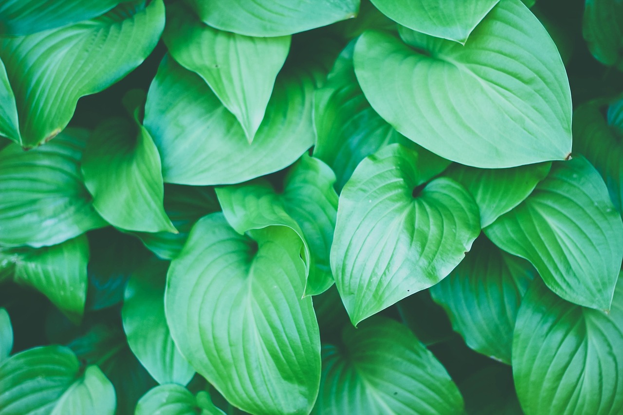 green plants leaves free photo