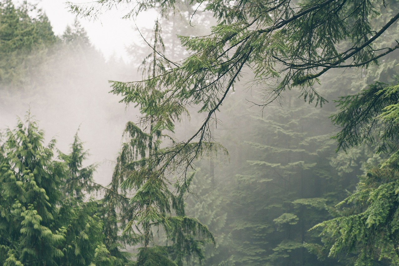 green trees fog free photo