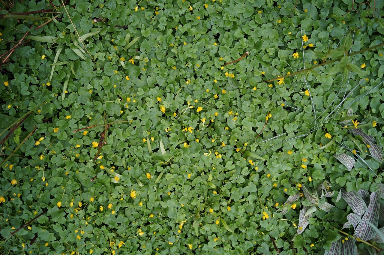 green leaves plants free photo