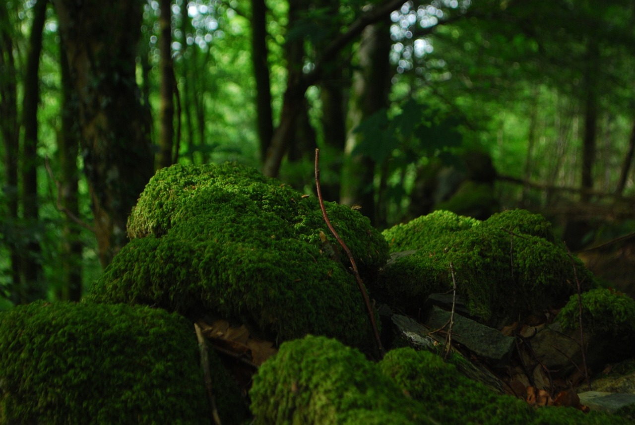 green moss forest free photo