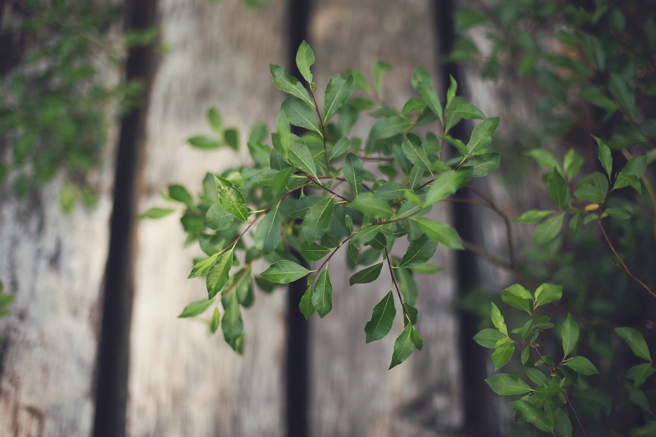 green plants leaves free photo