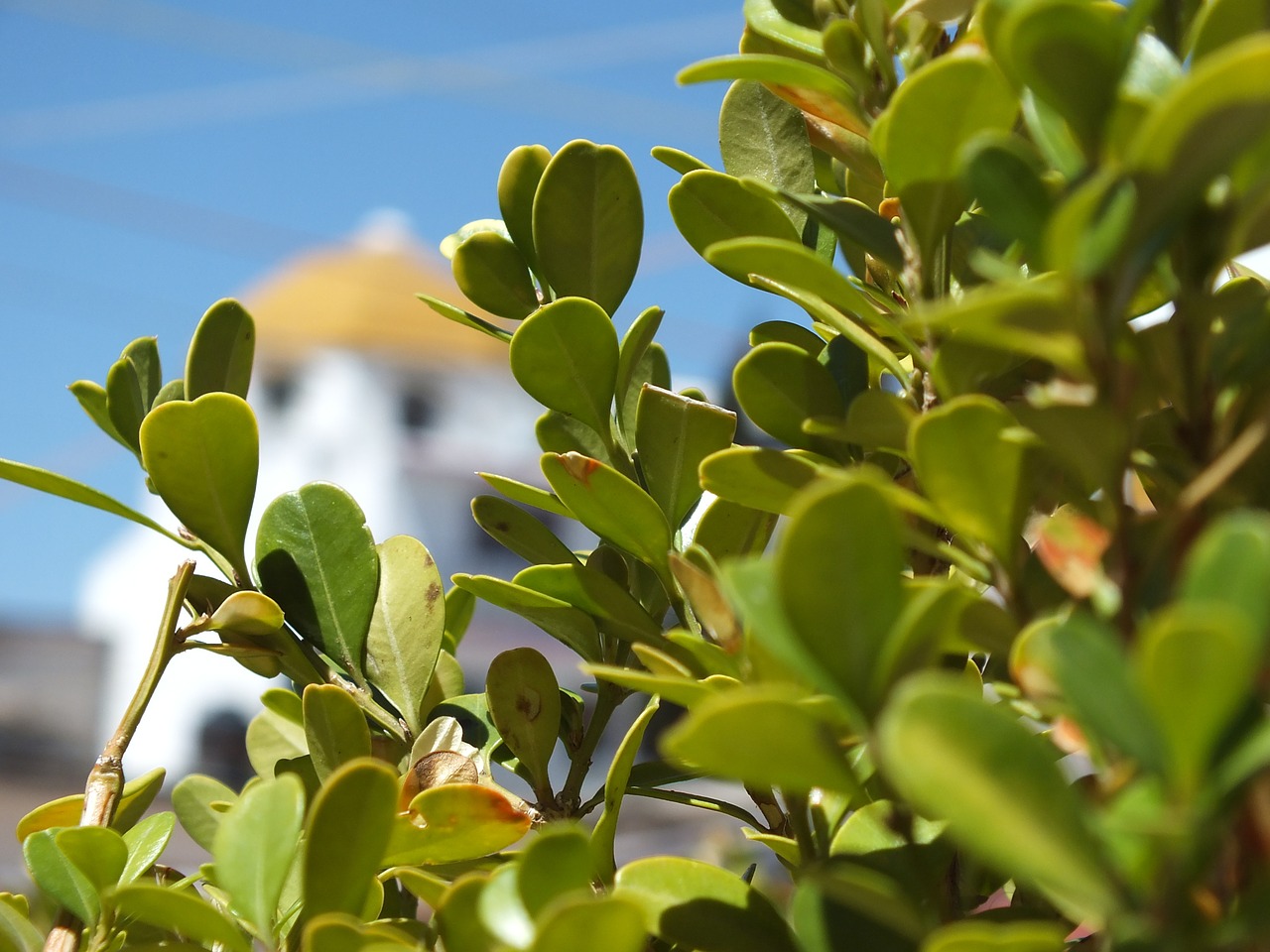 green plant leaves free photo