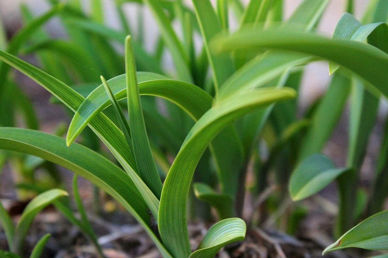 green leaf fresh free photo