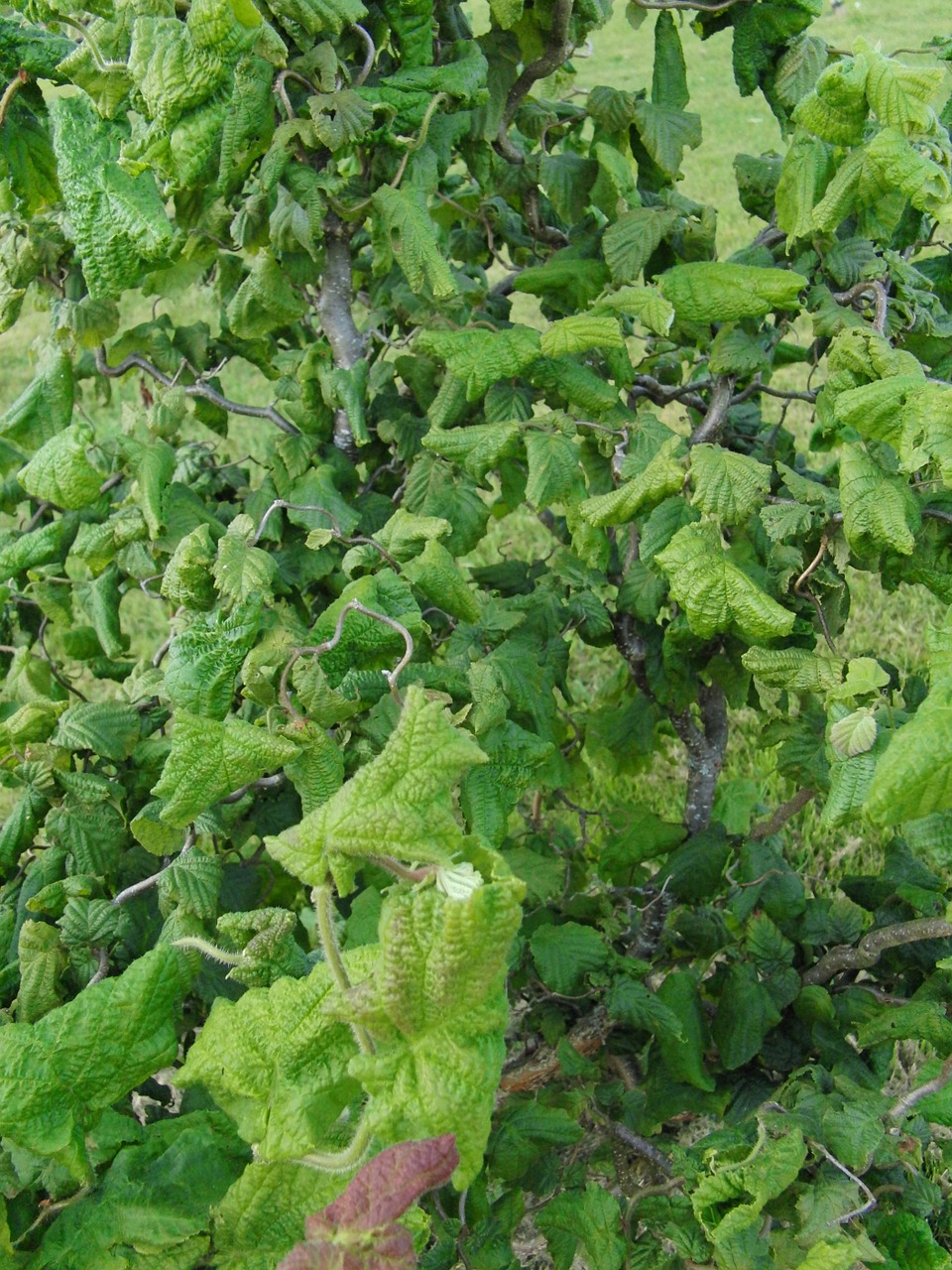 green tree nature free photo