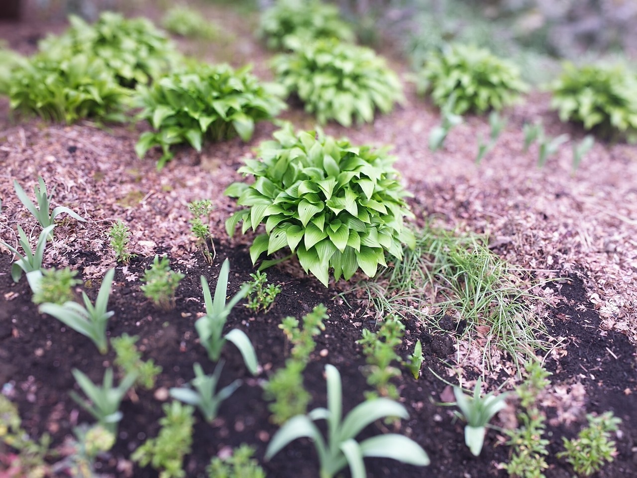 green spring flower bed free photo