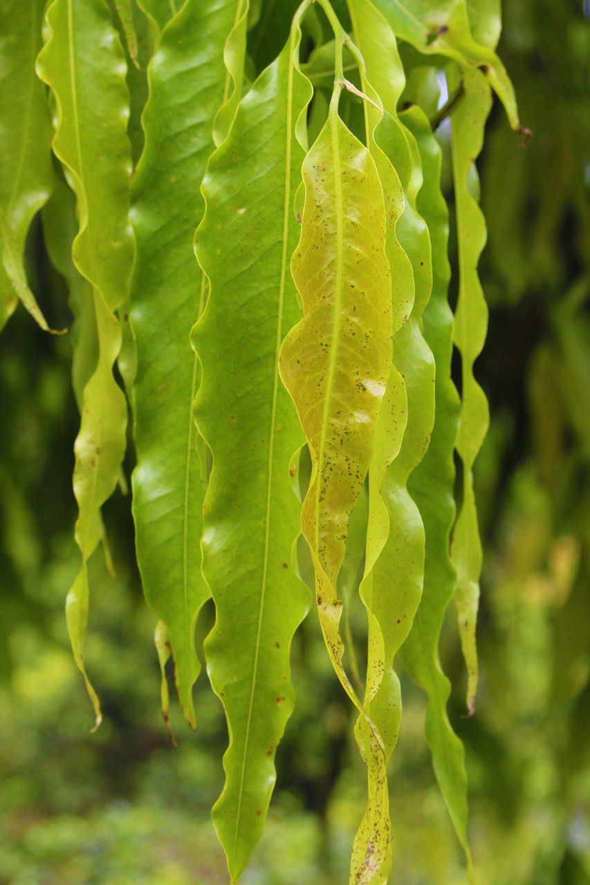 green leaves nature free photo