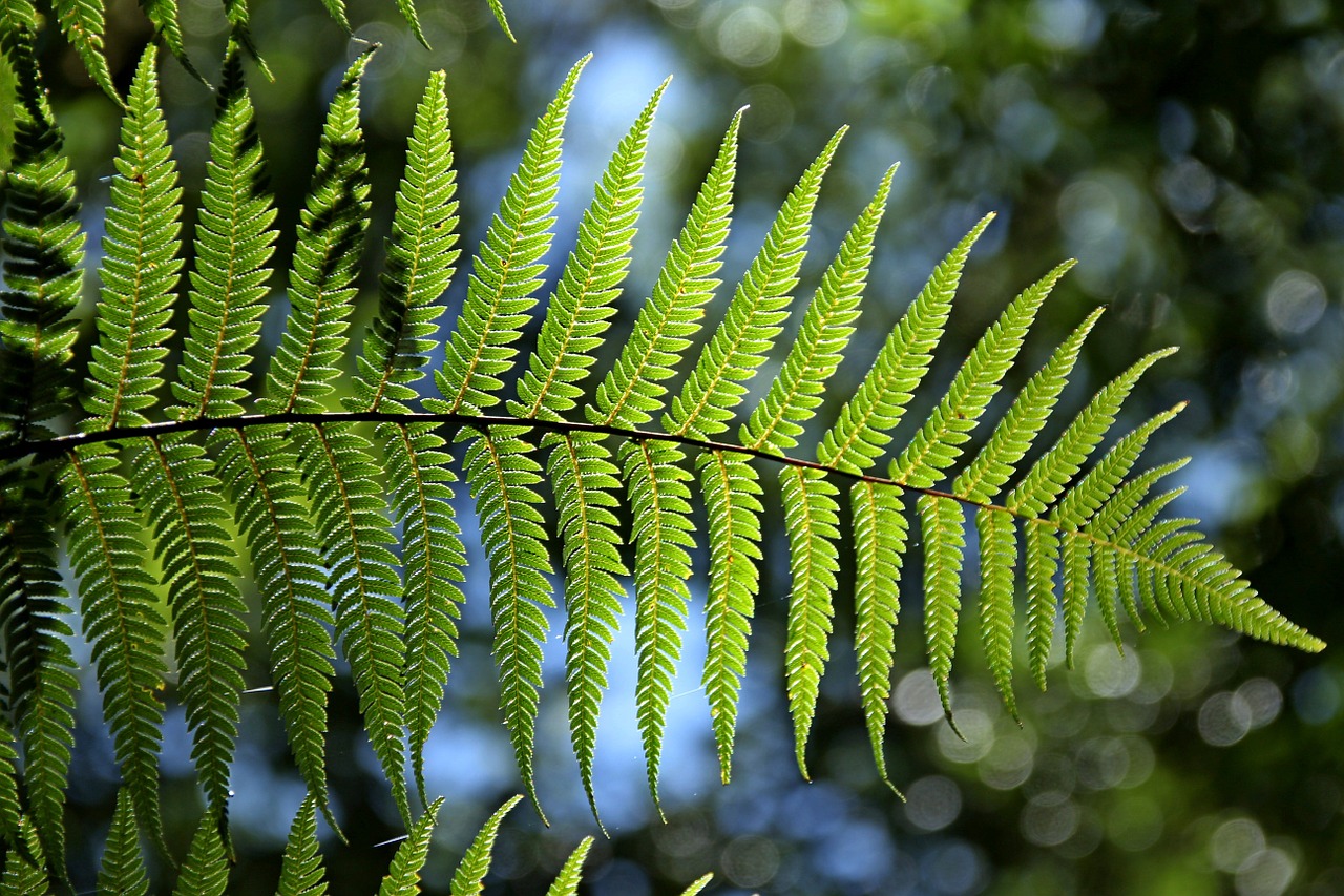 green fern leaf free photo