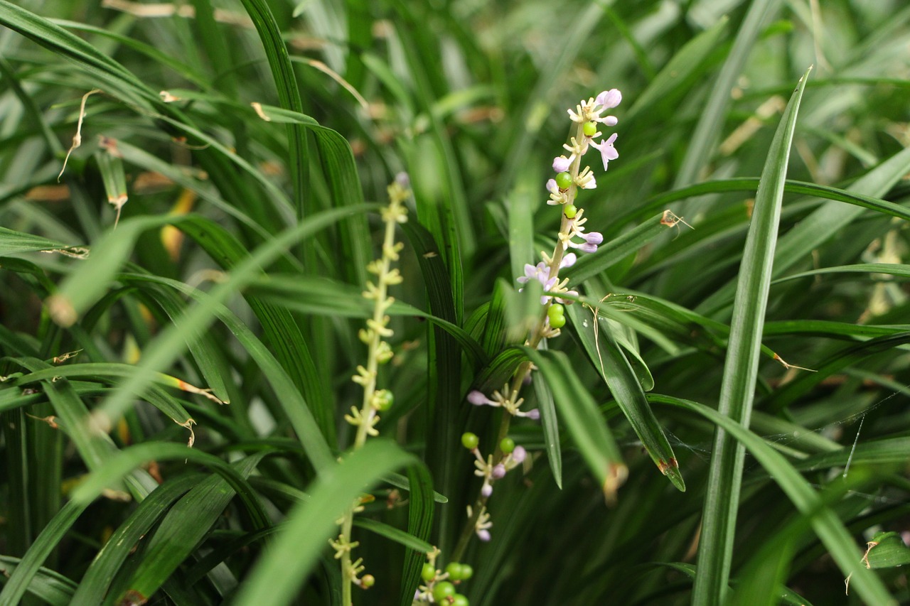 green flower grass free photo