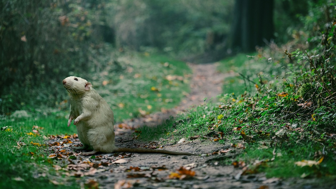 green rat mouse free photo