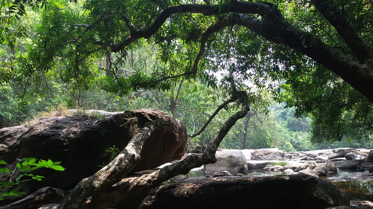 green nature rock free photo