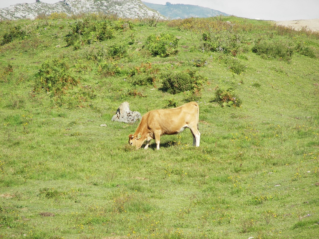 green cow prado free photo