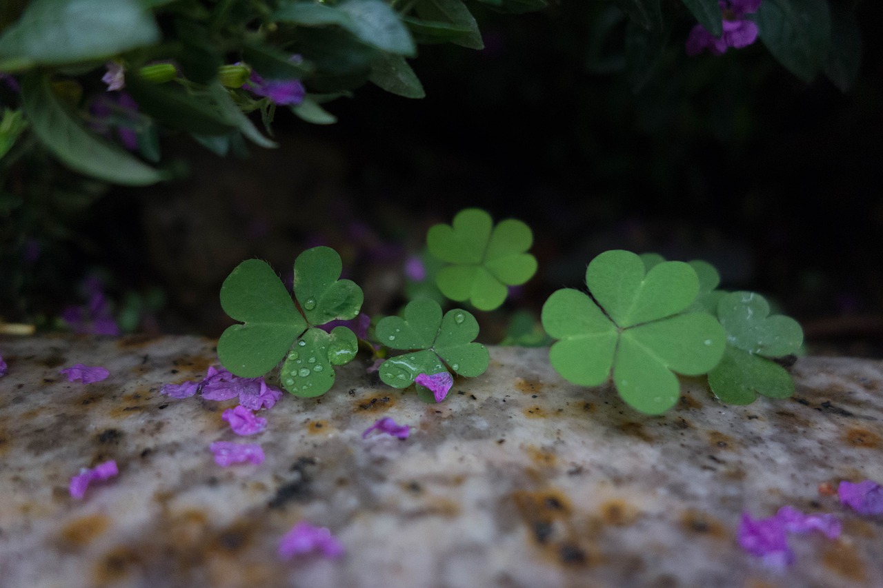 green clover leaf free photo