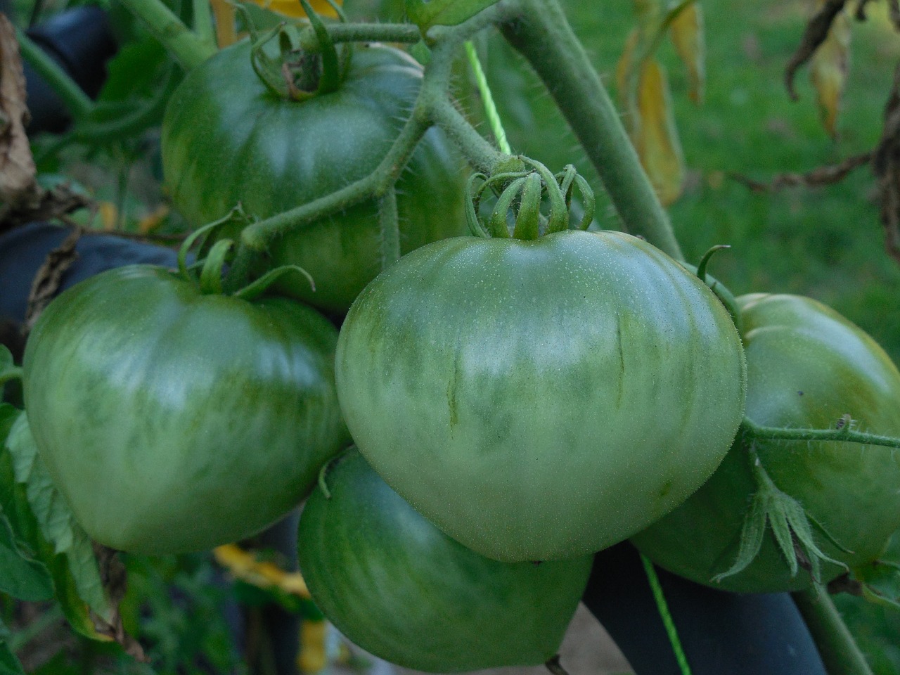 green tomato food free photo