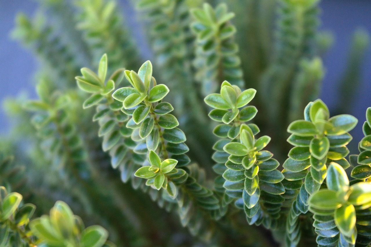 green plant macro free photo