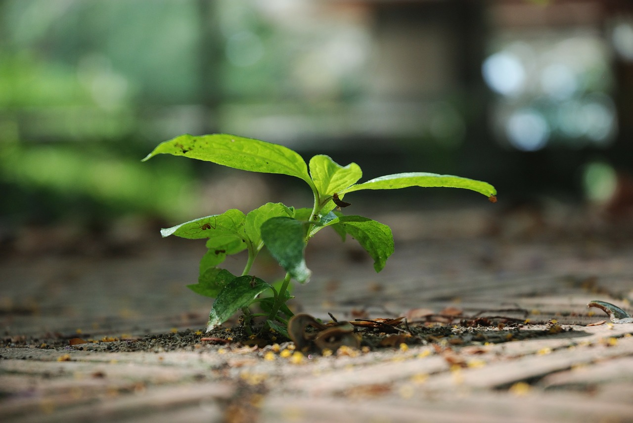 green plant tree free photo