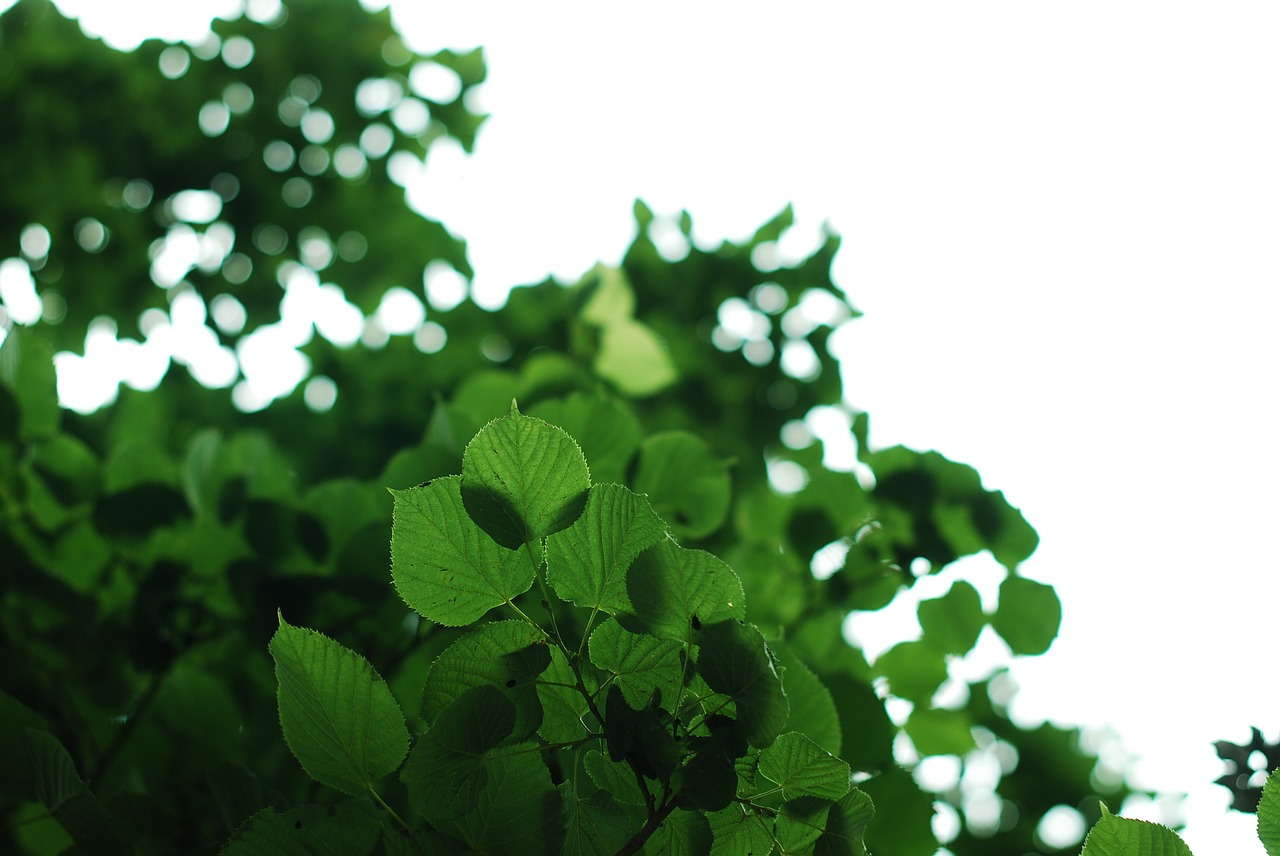 green leaves nature free photo