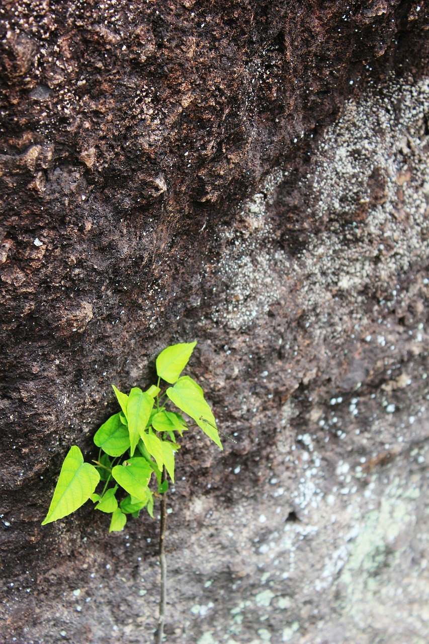 green leaf moss free photo