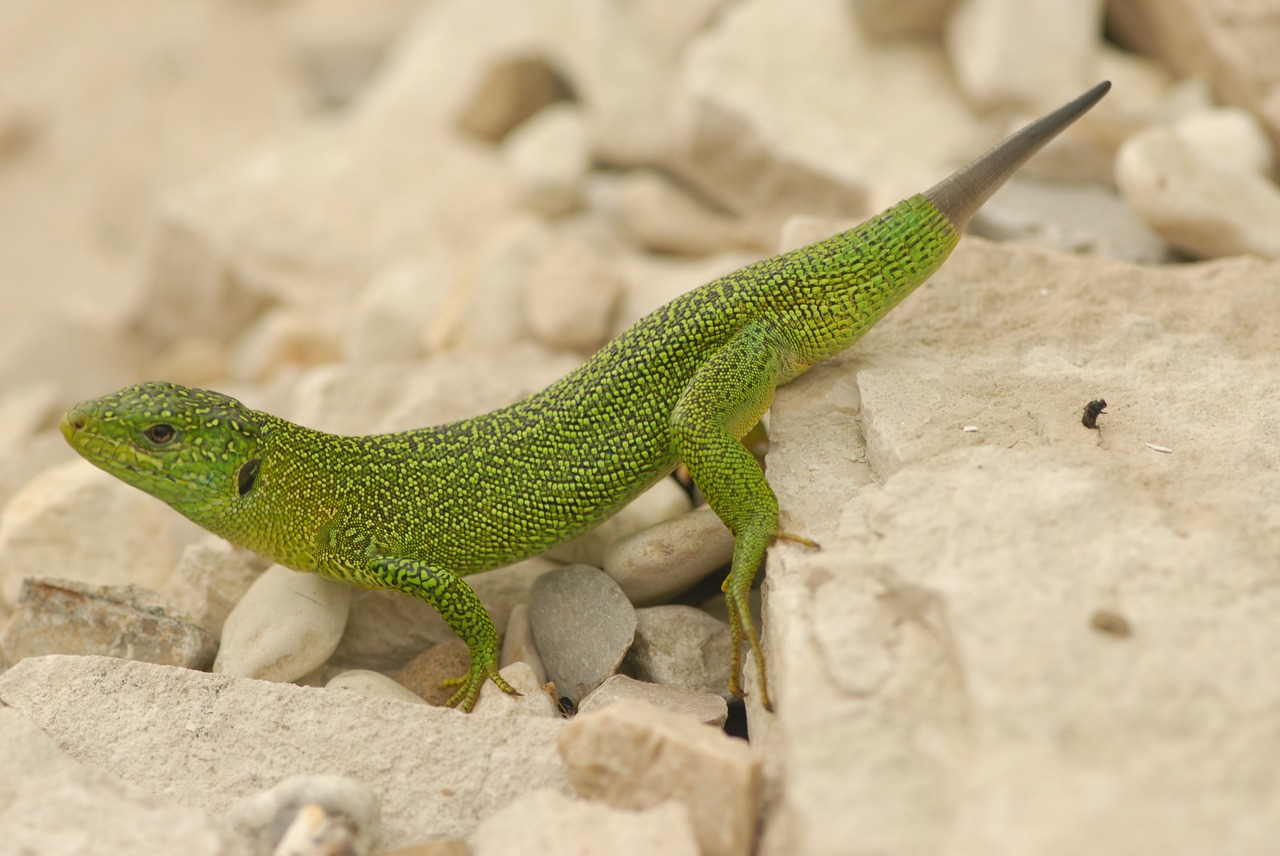 green lizards reptilian free photo
