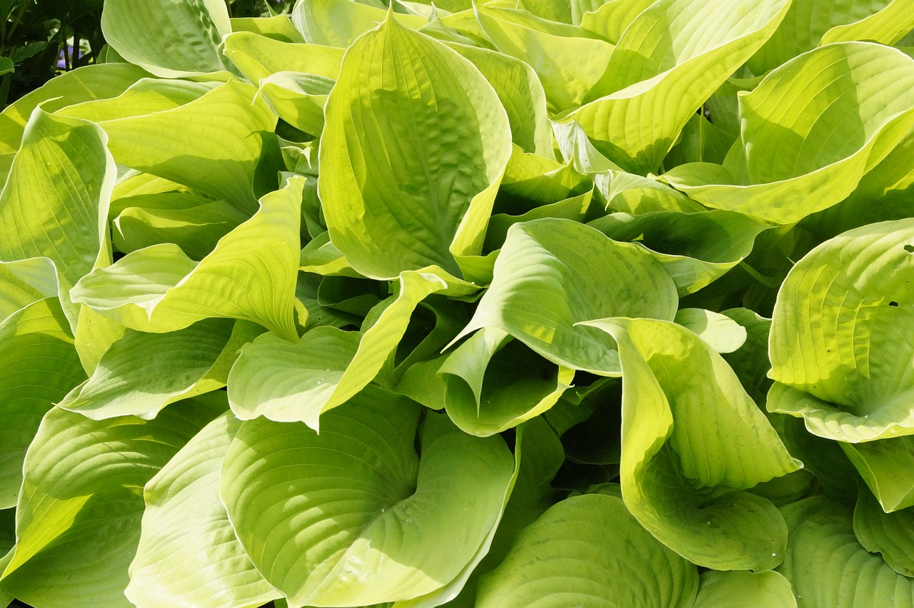 green plant leaves free photo