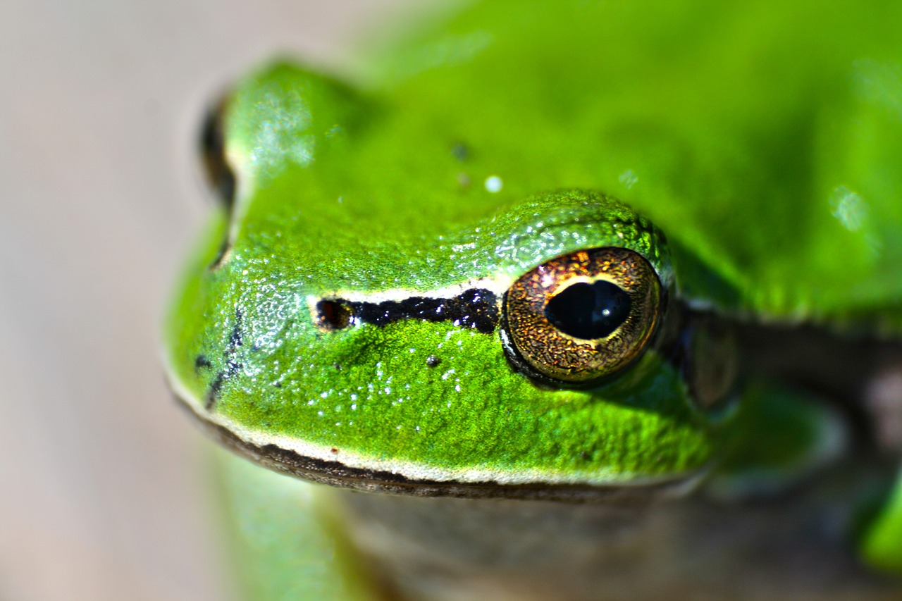 green frog animal free photo