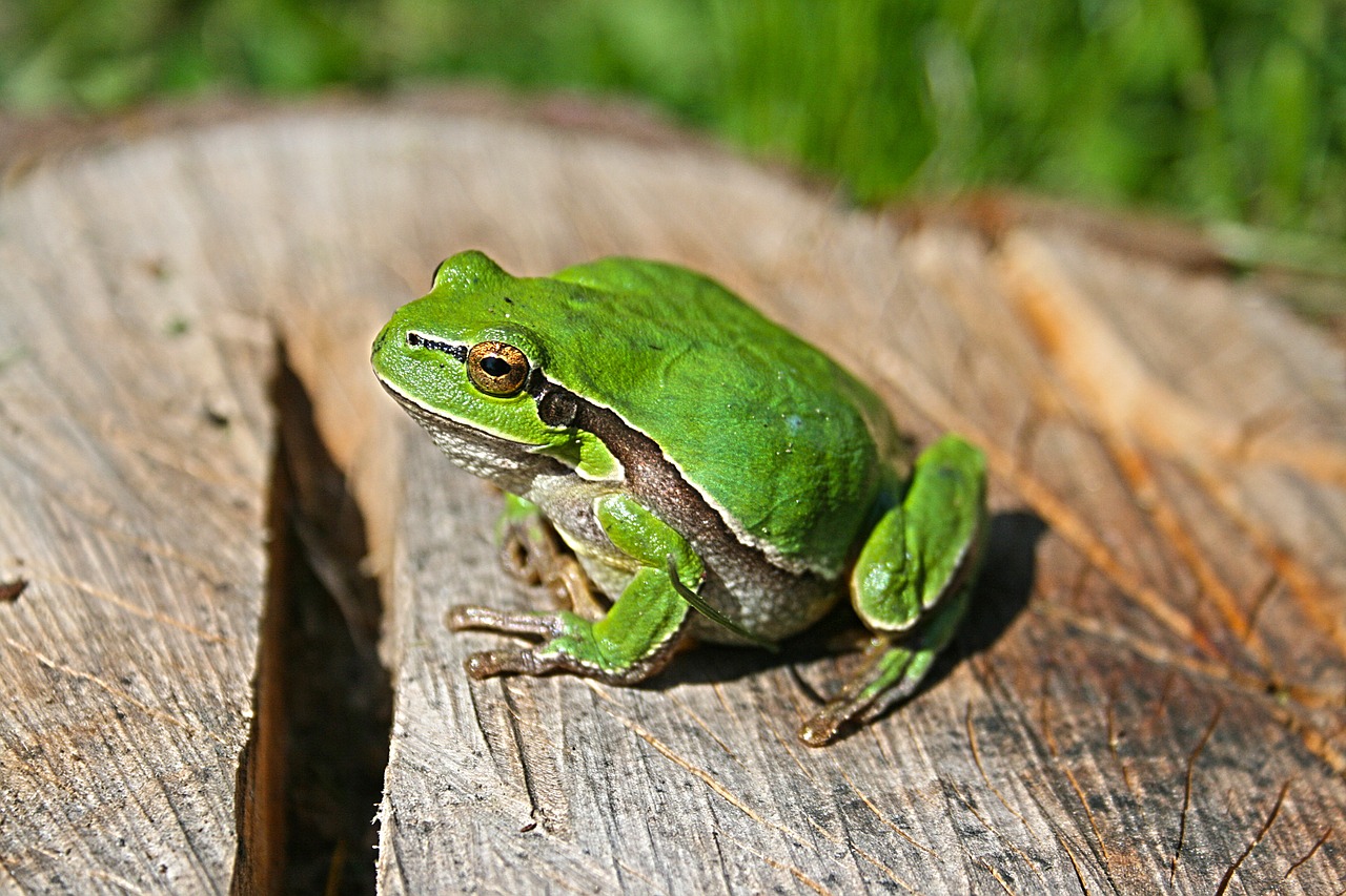 green frog animal free photo