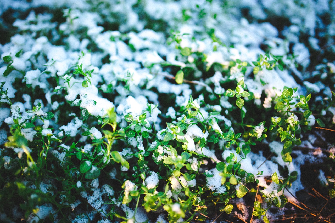 green plants snow free photo