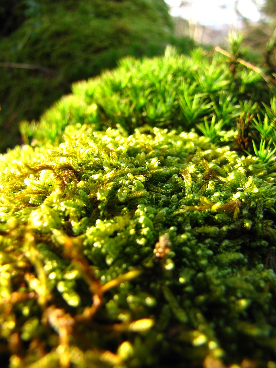 green forest autumn free photo