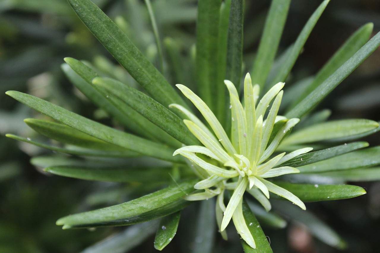 green bud nature free photo