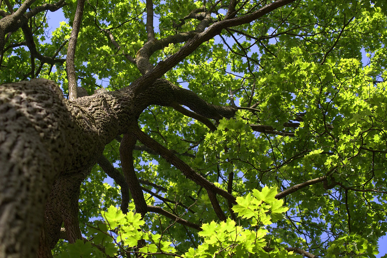 green crown nature free photo