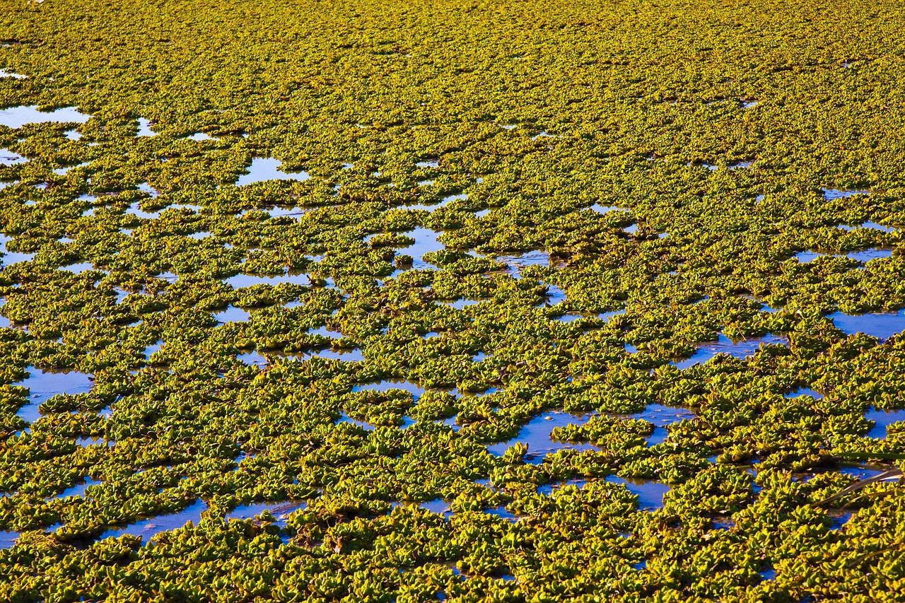 green ranches lake free photo