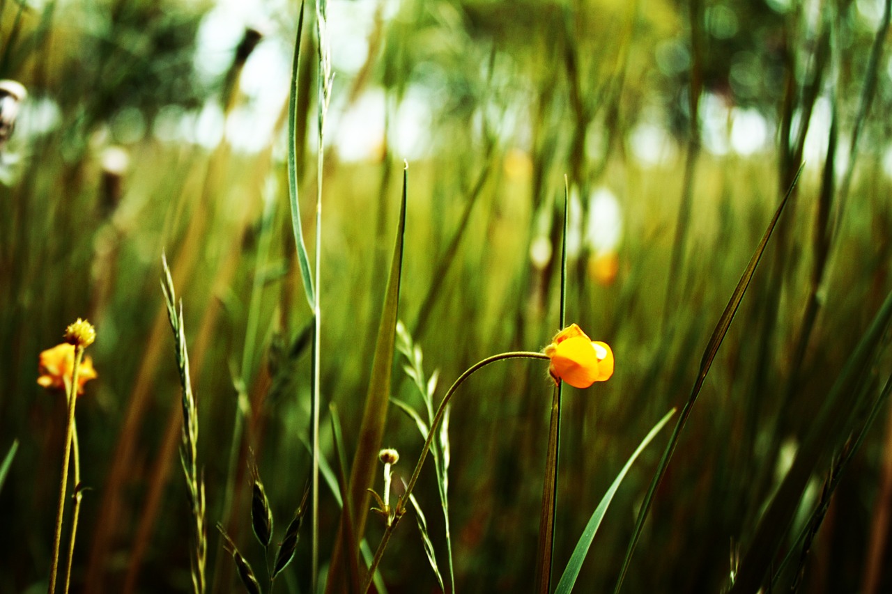 green grass nature free photo