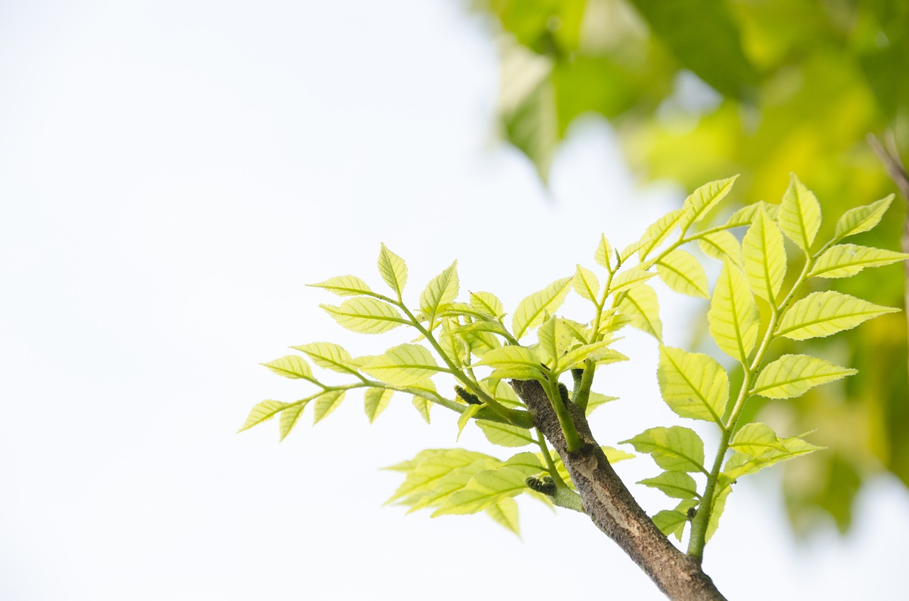 green green shoots the leaves free photo