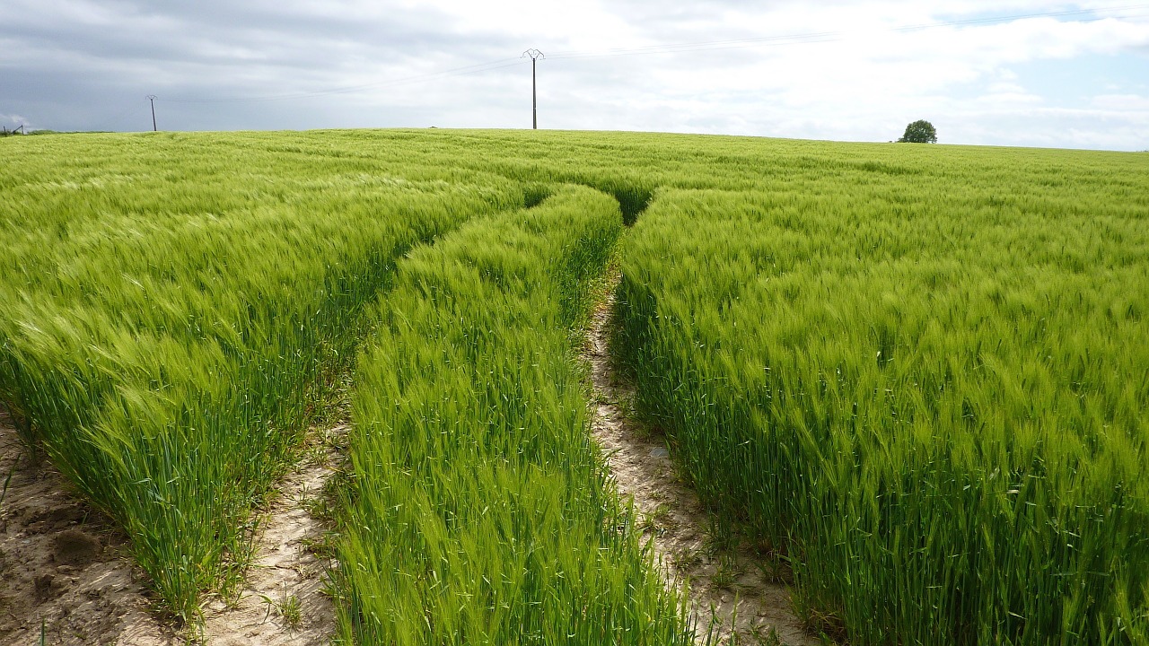 green winding tracks wheat field free photo